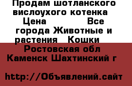 Продам шотланского вислоухого котенка › Цена ­ 10 000 - Все города Животные и растения » Кошки   . Ростовская обл.,Каменск-Шахтинский г.